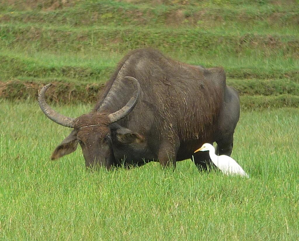 Swan following a buffalo through green fields surrounded by nature Swan following a buffalo through green fields surrounded by nature
