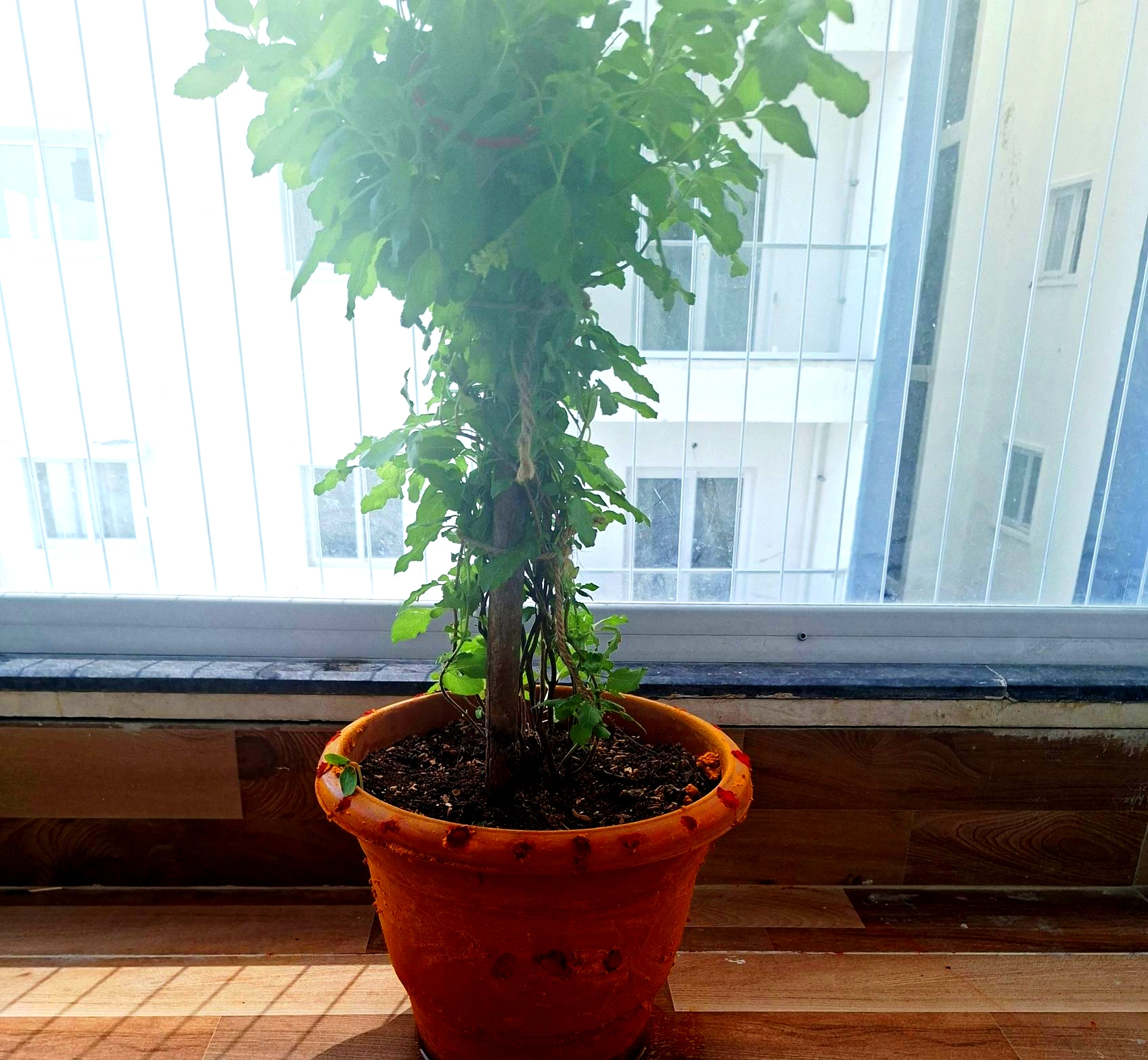 Tulsi plant growing near the window in our new home